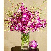 Long Lasting Elegant Orchids